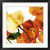 Poppies III Fine Art Print