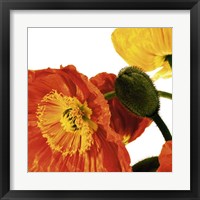 Poppies IV Fine Art Print