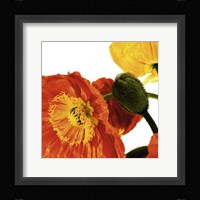 Poppies IV Fine Art Print