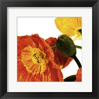 Poppies IV Fine Art Print