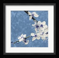 Blossom in Blue Fine Art Print