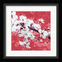 Blossom in Pink Fine Art Print