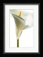 Lily in Bloom I Fine Art Print