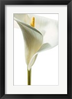 Lily in Bloom I Fine Art Print