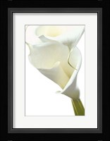 Lily in Bloom II Fine Art Print
