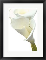 Lily in Bloom II Fine Art Print