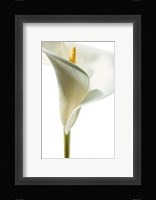 Lily in Bloom I Fine Art Print