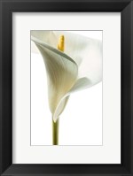 Lily in Bloom I Fine Art Print
