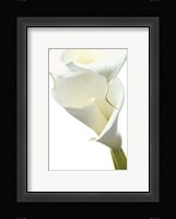 Lily in Bloom II Fine Art Print
