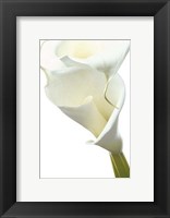 Lily in Bloom II Fine Art Print
