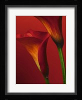 Red Calla Lilies Fine Art Print
