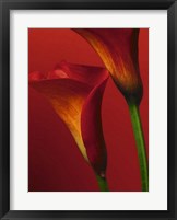 Red Calla Lilies Fine Art Print