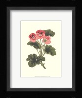 Pink Geranium I Framed Print