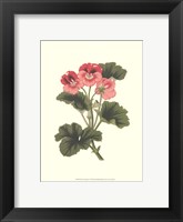 Pink Geranium I Fine Art Print