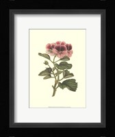 Pink Geranium II Framed Print