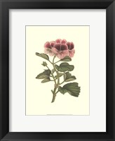 Pink Geranium II Fine Art Print