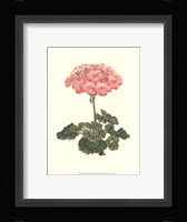 Pink Geranium III Framed Print