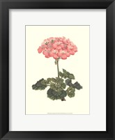 Pink Geranium III Fine Art Print