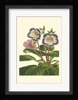 Gloxinia Garden I Fine Art Print
