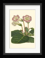 Gloxinia Garden II Fine Art Print