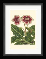 Gloxinia Garden III Fine Art Print