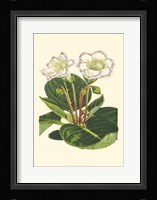 Gloxinia Garden IV Fine Art Print