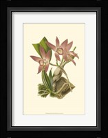 Blushing Orchids I Fine Art Print