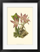 Blushing Orchids I Framed Print