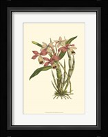 Blushing Orchids II Fine Art Print