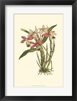 Blushing Orchids II Framed Print