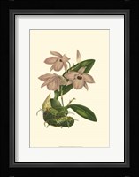 Blushing Orchids III Fine Art Print
