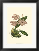Blushing Orchids III Framed Print
