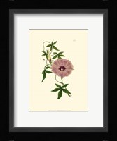 Morning Glory I Fine Art Print