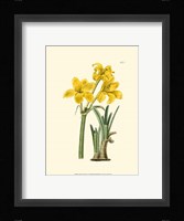 Yellow Narcissus I Fine Art Print