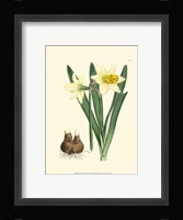 Yellow Narcissus II Fine Art Print