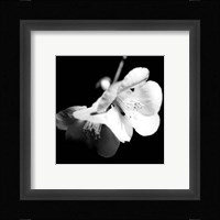 Quince Blossoms I Fine Art Print