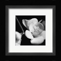 Quince Blossoms V Fine Art Print