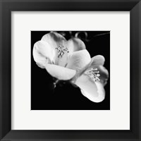 Quince Blossoms VI Fine Art Print