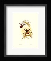 Small Gould Hummingbird I Framed Print