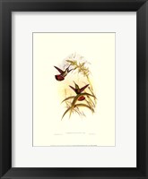 Small Gould Hummingbird I Fine Art Print