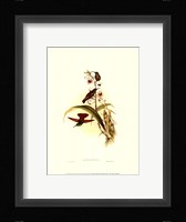 Small Gould Hummingbird II Framed Print