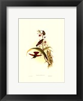 Small Gould Hummingbird II Fine Art Print