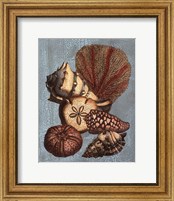 Crackled Shell and Coral Collection on Aqua II Fine Art Print