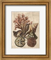 Crackled Shell and Coral Collection on Cream I Fine Art Print