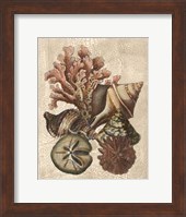 Crackled Shell and Coral Collection on Cream I Fine Art Print