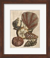 Crackled Shell and Coral Collection on Cream II Fine Art Print