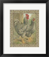 Cassell's Roosters with Border II Fine Art Print