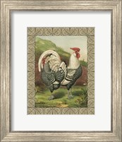 Cassell's Roosters with Border III Fine Art Print