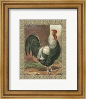 Cassell's Roosters with Border IV Fine Art Print