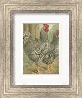 Cassell's Roosters with Mat II Fine Art Print